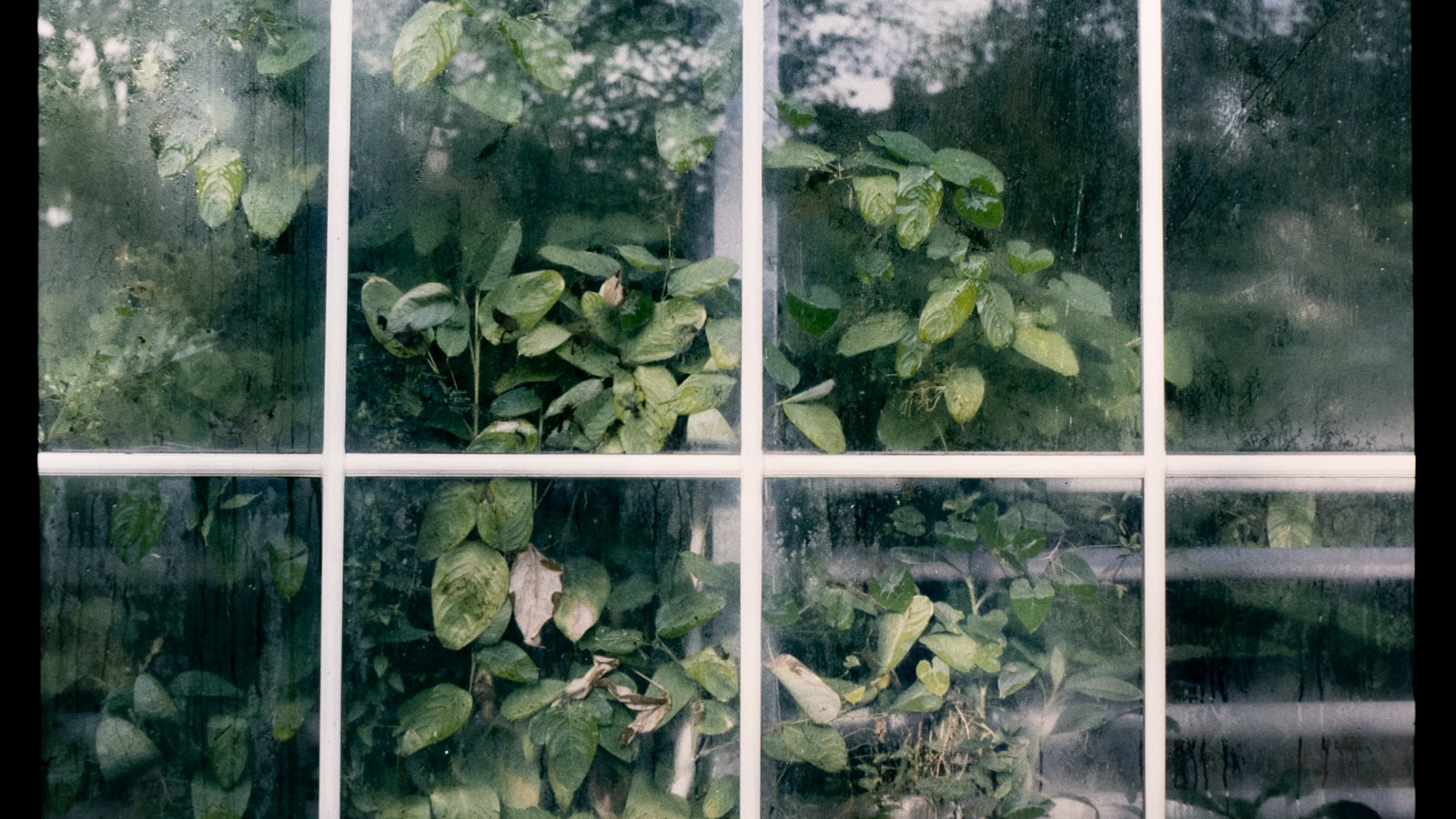 Green leaves against a bright window — skin in your seventies